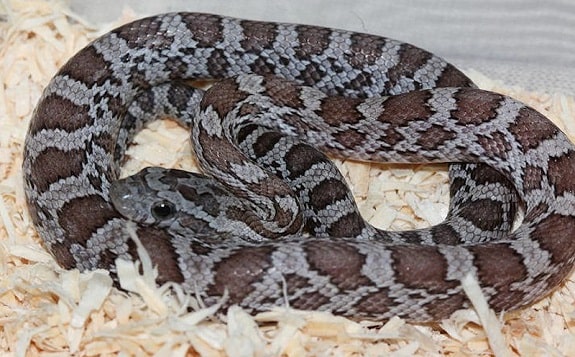 Cinder Corn Snake