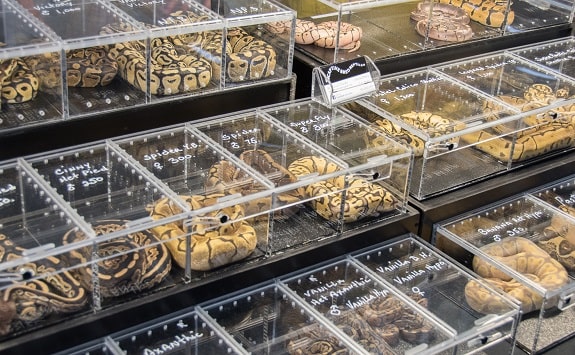 Pet shops with snakes near me best sale