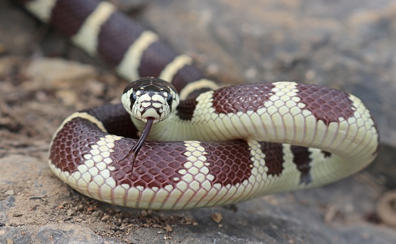 Cost of California Kingsnakes