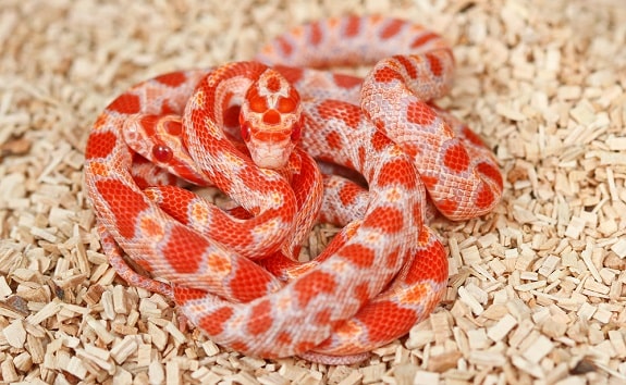 Cost of Corn Snakes