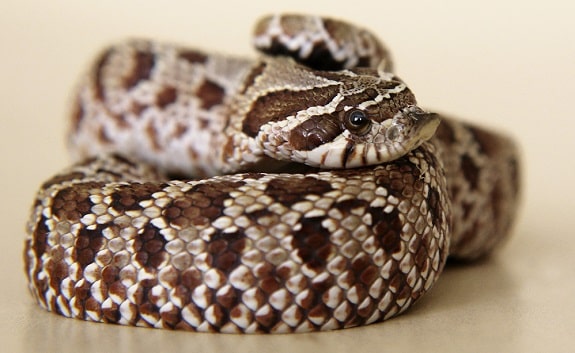 Cost of Hognose Snakes