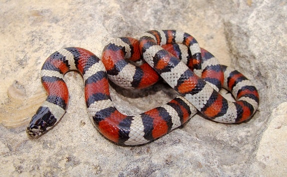 Cost of Milk Snakes