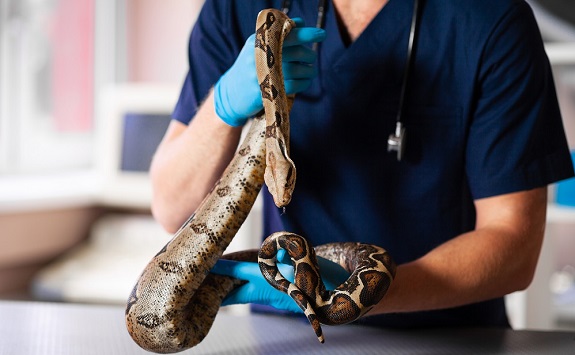 Cost of Special Care for Snakes