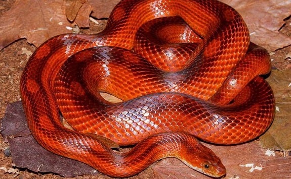 fluorescent orange corn snake