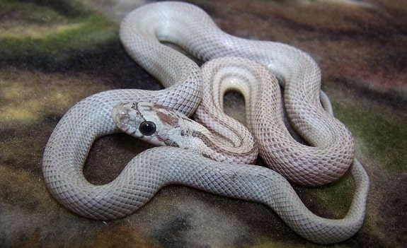 Dilute Anery Corn Snake