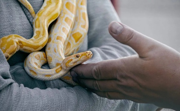 Do Snakes Recognize Their Owners