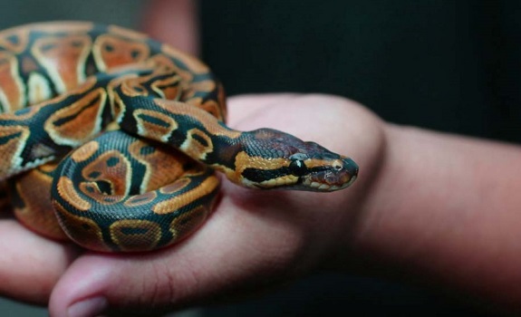 Can A Snake Be An Emotional Support Animal? - Therapy Pets Unlimited