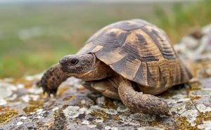 10 BEST Pet Tortoises for Beginners (With Pictures!)