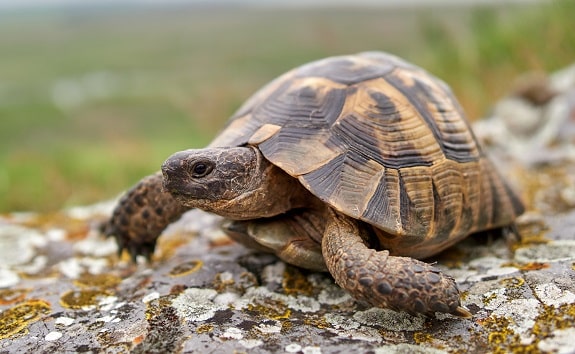 Greek Spur Thighed Tortoise