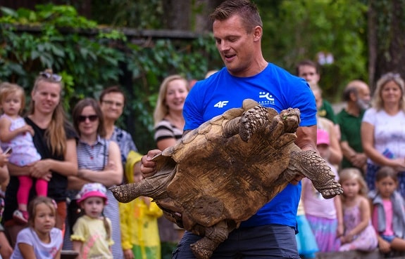 Handler Picking Up African Sulcata Tortoise