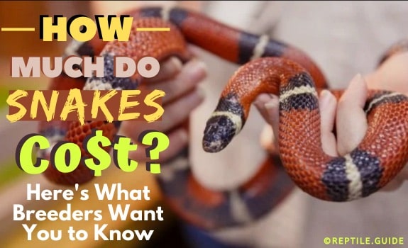 How Much snakes cost