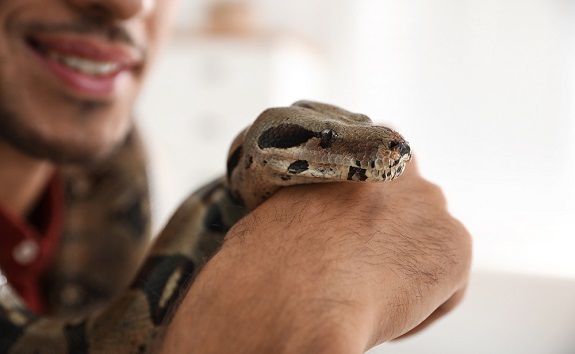 Can snakes love their owners? 