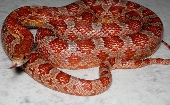 Hypomelanistic Corn Snake