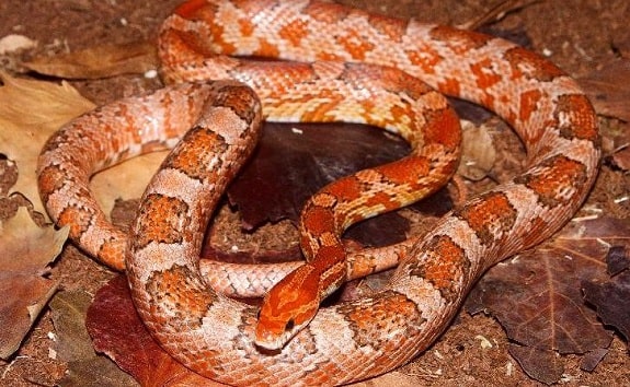 Kastanie Corn Snake