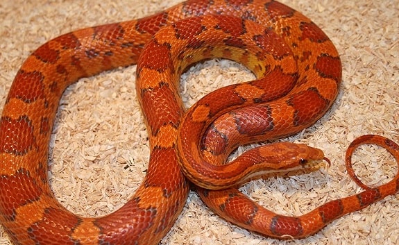 fluorescent orange corn snake