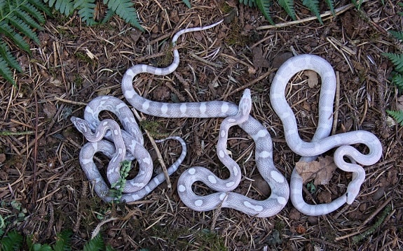 Lavendar Corn Snakes