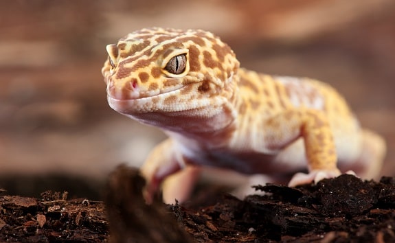 Leopard Gecko Bioactive Substrate