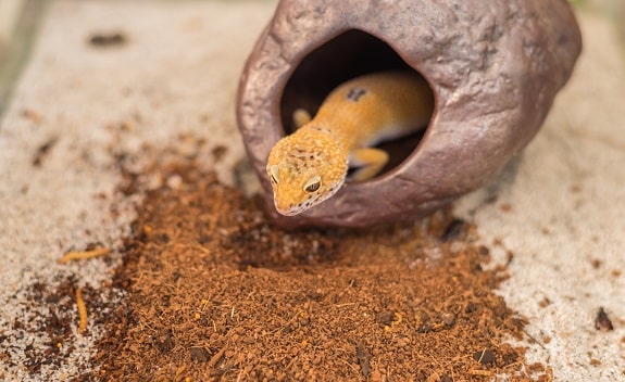 Leopard Gecko DIY Blended Substrate