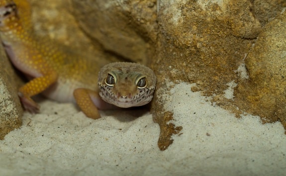 Leopard Gecko Sand Substrate