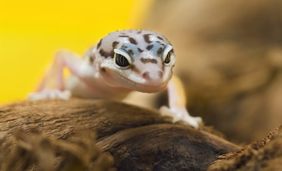 Leopard Gecko wood substrate