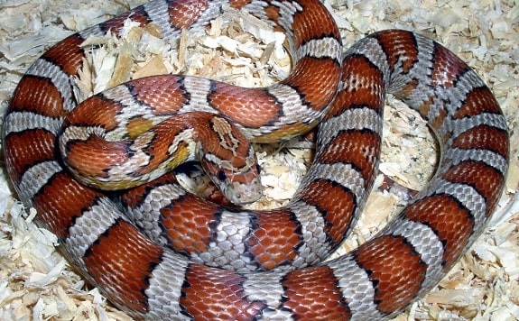 corn snake morphs guide