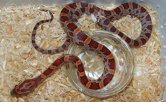 amber motley corn snake