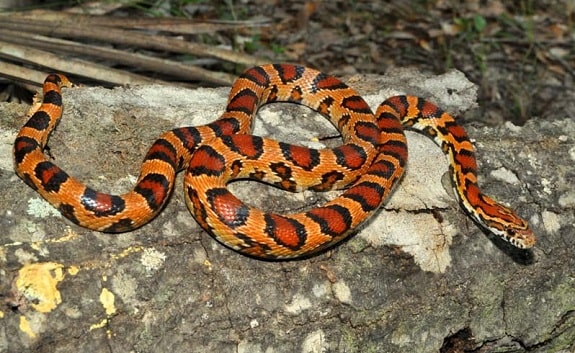 Okeetee Corn Snake