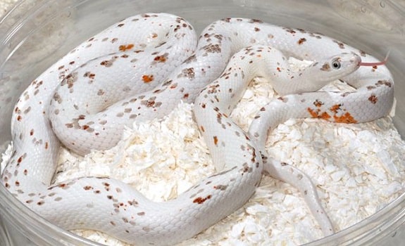 Palmetto Corn Snake