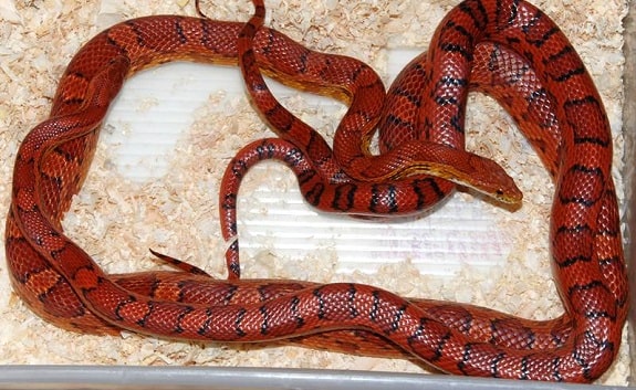 Red Coat Corn Snake