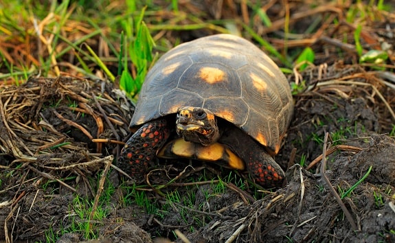 Red Footed Tortoise