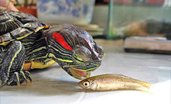 Red eared slider and minnow