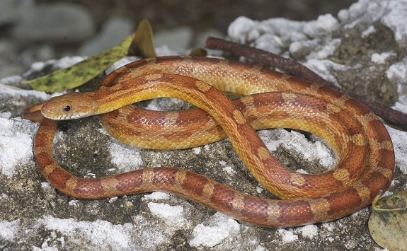 Rosy Ratsnake