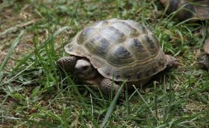 Russian Tortoise Care: Habitat, Enclosure, Diet, And More!