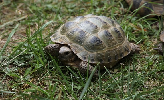 Russian Tortoise Background Information