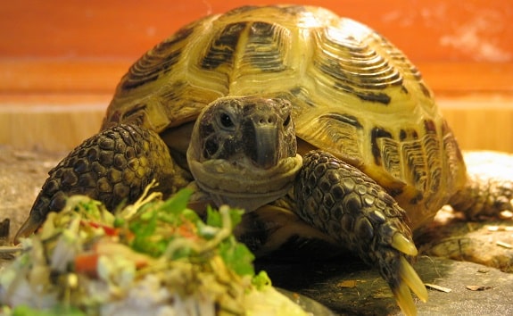 Russian Tortoise Diet and Feeding Guidelines