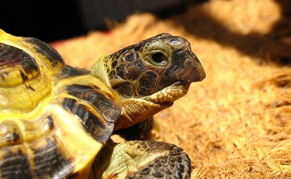 Healthy best sale russian tortoise