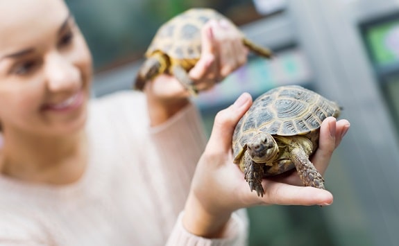 Russian Tortoise Handling Bonding Tips