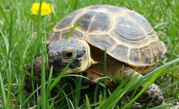 Russian Tortoise