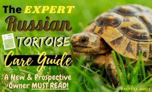 Russian Tortoise Care: Habitat, Enclosure, Diet, and More!