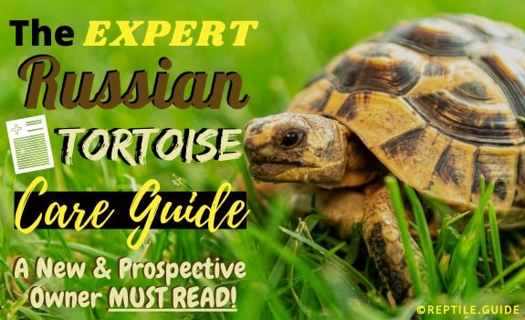 Russian tortoise care