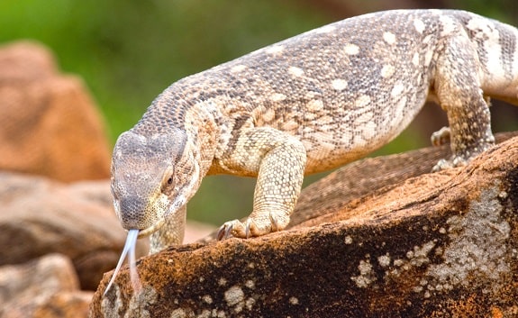 Savannah Monitor Background Information