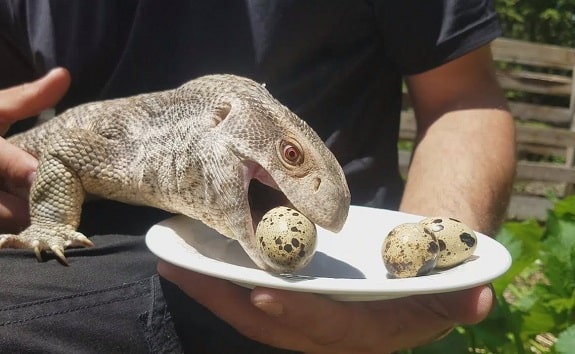 baby savannah monitor cage