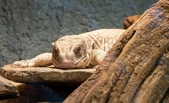 savannah monitor outdoor enclosure