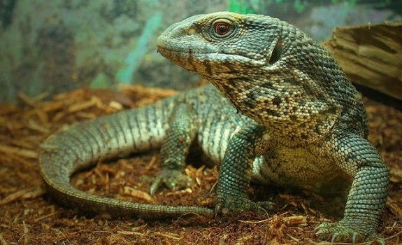 Types of store pet monitor lizards