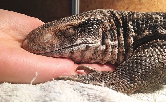 Savannah monitor lizard store pet