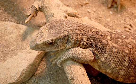 savannah monitor outdoor enclosure