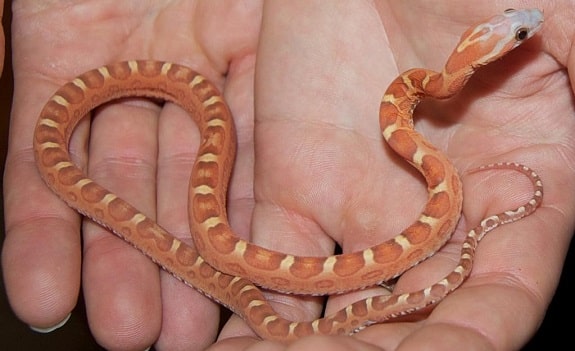 Scaleless Corn Snake