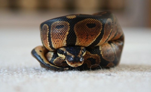 Small Curled up Ball Python