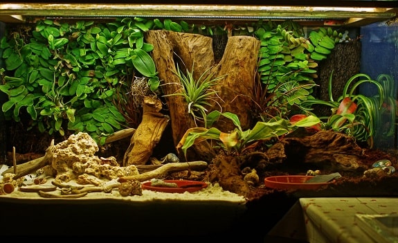 Snake Enclosure Setup and Maintenance Cost