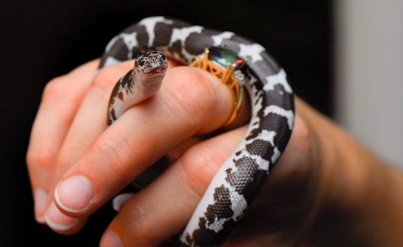 Snake Wrapped Lovingly Around Owners Hand